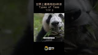 世界上最稀有的9种茶 Teas - Panda Dung Tea / 熊猫粪便茶 / 地区 - 中国四川省/品茶/饮料/饮品/最贵/健康/顶级/水/喝/高雅/美味/养生/泡茶/喝茶/茶树/叶子/树叶