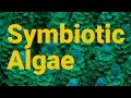 Symbiotic algae? How does it get into Xenia and SPS corals in a reef tank?