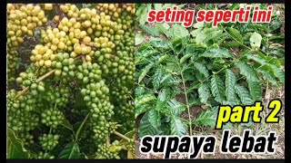 cara seting bahan bo kopi pada bulan 12 akhir supaya tidak banyak di tempatin buah penyelang