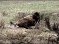 bison gives birth