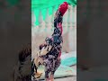 mashallah pure shamo hi quality chicken trending aseelmurga aseelmurg hen birds shortsvideo