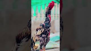 Mashallah pure shamo hi quality #chicken #trending #aseelmurga #aseelmurg #hen #birds #shortsvideo