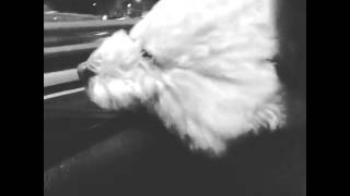 [🎀] 150420 Yongguk posted a video on Instagram