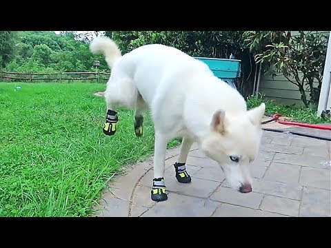 Funny Dogs Compilation Youtube
