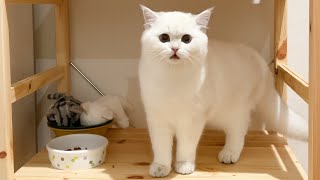 A cat aiming for food for her sister cat without eating her own rice...