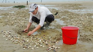 Clam tide at the estuary, dig clams, a bucket full