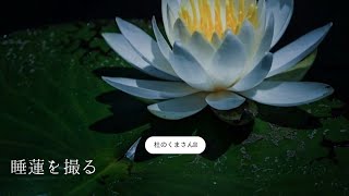 【睡蓮】花言葉は「信仰」「優しさ」長野県大町市木崎湖のほとりに咲いています。7月一杯楽しめます。#睡蓮 #長野県大町市 #木崎湖 大画面で見てほしいです。