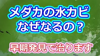 水カビ病は治る！その発生原因は？ 滋賀県のメダカ販売店 めだか藁屋 高木正臣