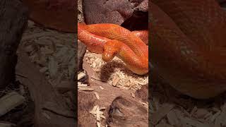 Looking beautiful 😍 #cornsnake #snake #reptile #beautiful #animalcare