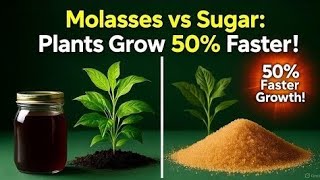 Molasses vs Brown Sugar: The Fertilizer Hack That Makes Plants Grow 50% Faster!