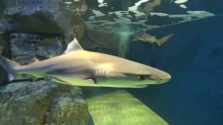 さめ　サメ　ＳＨＡＲＫ　４ｋ　サンシャイン　水族館