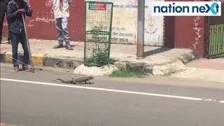 Passersby halt to have a look at monitor lizard in Shankar Nagar| Nagpur