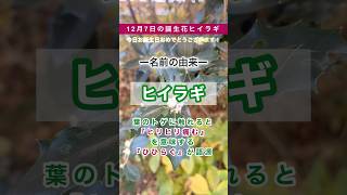 【happy birthday flower】12月7日の誕生花は『ヒイラギ』樹齢が進むにつれて葉の縁にあるトゲが減っていき丸くなる  #ヒイラギ #柊 #誕生花 #花言葉 #厄除け #shorts