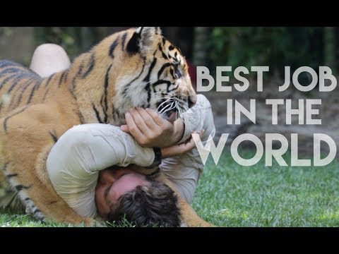BEST JOB IN THE WORLD @ Australia Zoo, QLD || PantherPeople BEST JOB IN THE WORLD @ Australia Zoo, QLD || PantherPeople