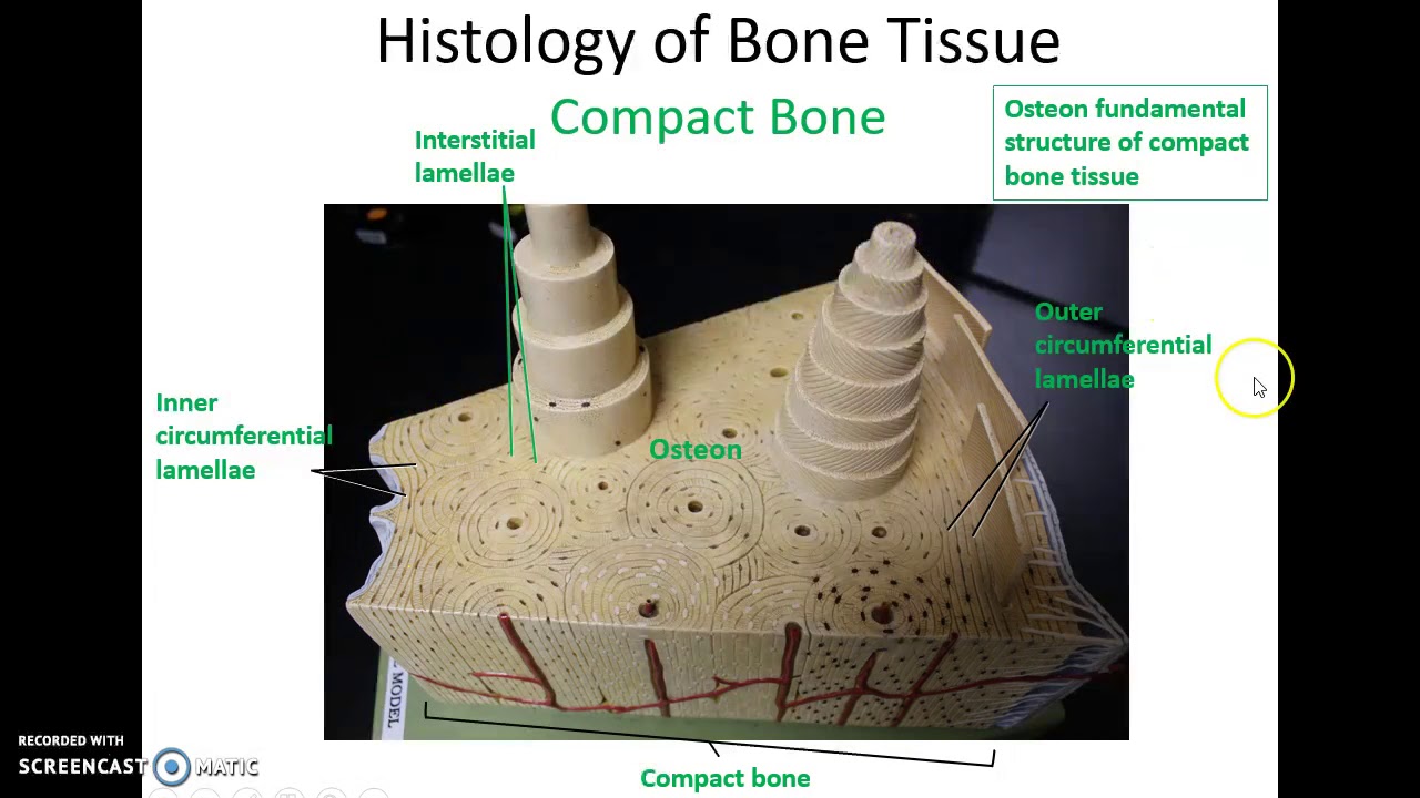 Human Anatomy Chapter 6: Bone Tissue - YouTube