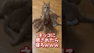 ネッコの動画で癒されたら寝ろｗｗｗ　#2ch #2chまとめ 動物スレ #2ch面白いスレ #動物 #犬 #猫 #癒やし #ねこ動画