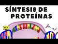 DNA transcription; RNA translation or protein synthesis; explained