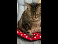 【ショート動画】おでぶ猫とチャラい大根 shorts fat cat