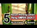 REVIEW 5 INSEKTISIDA  UNTUK MENGENDALIKAN WERENG COKLAT TAHUN 2024.