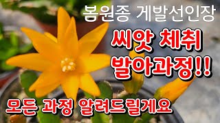 @봄원종 게발선인장  씨앗  체취와 발아과정 모든걸 알려드릴게요 !! 궁금하신분들  어서 오세요