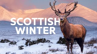 The Scottish Highlands Beautiful Winter Wildlife | Scotland: A Wild Year | All O