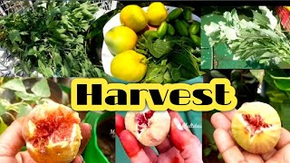 Harvest video | ఈ సారి ఆకుకూరలు కూరగాయలు పండ్లు కొన్ని ఎక్కువగానే హార్వెస్ట్ చేశాను | jambo Harvest