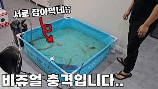 놀라지마세요! 방사능 유출된것 같은 비쥬얼...수백마리의 생명이 탄생했습니다ㄷㄷ