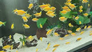 YELLOW FISHES 💛