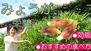 みょうがの栄養価・効能・おすすめの調理法を管理栄養士が解説