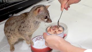 猫たちに高級缶詰を開けたらてんやわんや