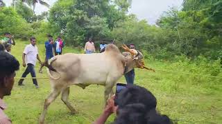 அச்சமங்கலம் தமிழ்நாடு போலீஸ் 👆😱💪🐂