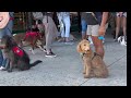 reactive dog training balanced obedience for service dogs u0026 puppies