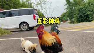 6  半路杀出一只金色大公鸡，气势汹汹，瓜瓜都不敢靠近#萌宠 #乌鸦