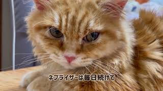 【猫】😿 #6 猫伝染性腹膜炎（FIP）治療中に風邪から結膜炎になって寛解まで！