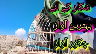 shikar awaz keklik sesi chakor birds #birds #female#sound#vlog #madi#صوت#shikari#chakor#turkey