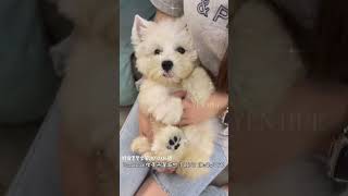 西高地白梗(West Highland White Terrier)🐾🌱高等級西高地白梗，有高預算在詢問🌱💟西高地白梗，依照整體條件等級等等作價格區分💟#westies