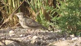 Crested lark (Galerida cristata) Κατσουλιέρης - Κορυδαλλός - Σκορταλλός - Τσούρουλλος - Cyprus