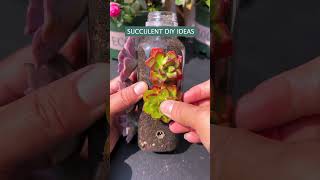 Succulent DIY ideas 🪴 #suculentas #다육이들 #多肉植物 #plants