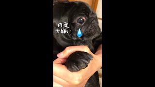 大嫌いな目薬をさす黒パグ!!A black pug that points to the eye drops I hate!