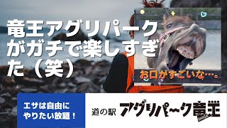 竜王アグリパークの動物餌やりが楽しすぎた件！子供さんと是非！