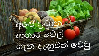 අපි ගන්නා ප්‍රධාන ආහාර වේල් ගැන දැනුවත් වෙමු 👍👍👌Meal plan ideas 👩‍🍳🍵🍹