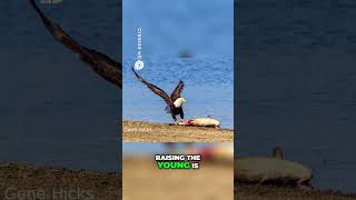 Bald Eagles Nesting Near the Mississippi  A Nature's Marvel #wildphotography #birds#baldeagle