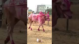 बकासूर सासवड मैदानात दाखल 🫶 #naadekachbailgadasharyat #bailgadasharyat #bull