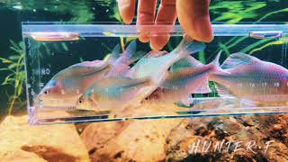 中国最美原生鱼。The most beautiful native fish in China.