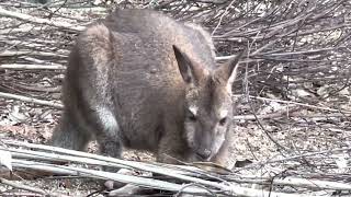 #動物　#ベネットアカクビワラビー　#Bennett’s Wallaby    #埼玉県こども動物自然公園　2022. 8.20