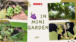 ద్రాక్ష తీగను ఇంటి దగ్గర పెంచటం చాలా easy#grapes #grapesgarden #grapes in telugu#ద్రాక్ష పూత