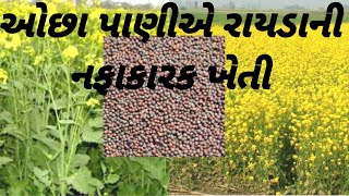 રાયડાની ખેતીમાં ઉત્પાદન કઈ રીતે વધારી શકાય ?  |  How To Increase Mustrad Farming Production ? |