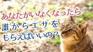 【TNR活動の引き継ぎ】住み慣れた地域を引っ越したら、この地域のTNR活動はどうすればいいの？？