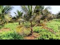 1acre26gunta coconut farm 24hr solar power malavalli halaguru 9513194244