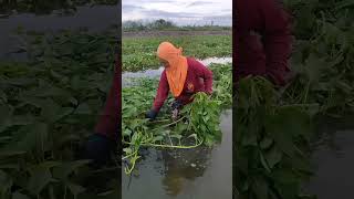 เจ๊ตัดผัก #farming #คนทำเกษตรแบบผสมผสาน